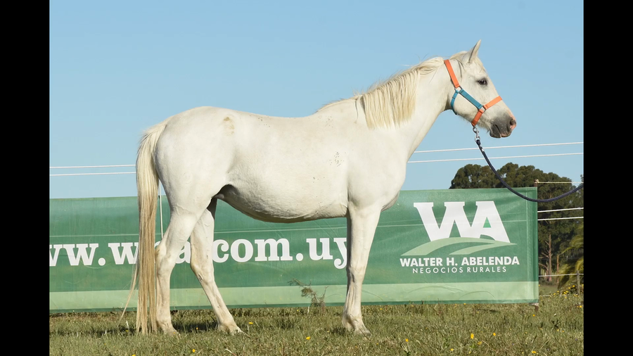 Lote CALIFORNIA ENDURANCE