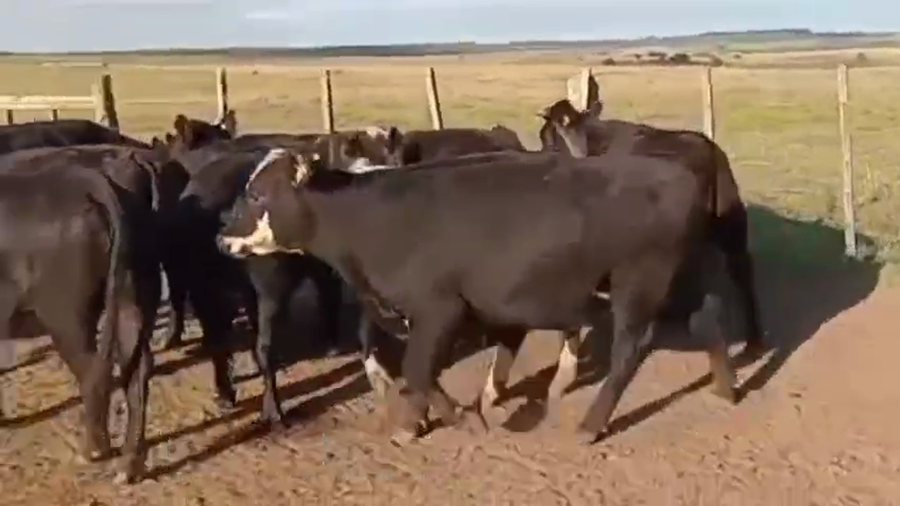 Lote VAQUILLONAS DE 1 A 2