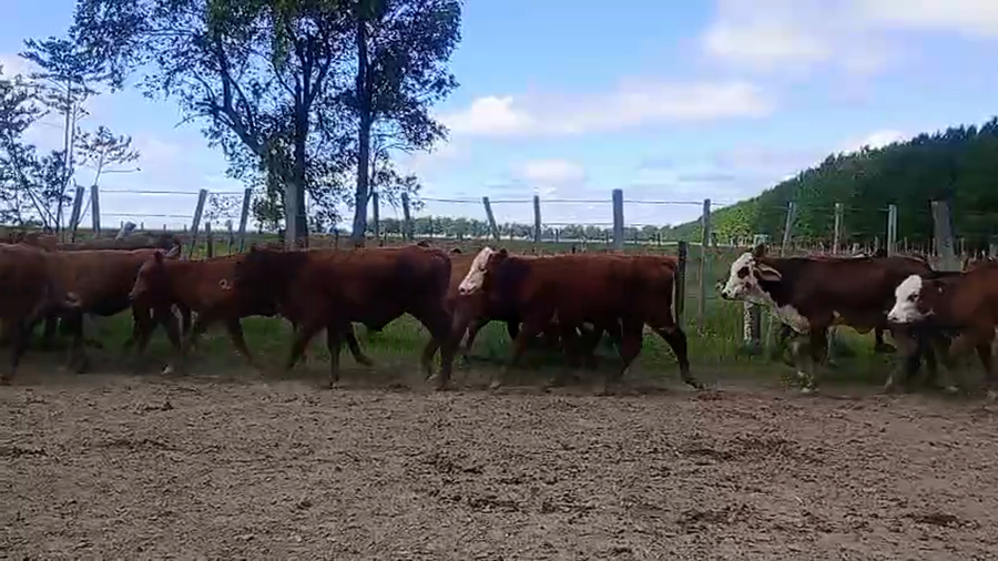 Lote 70 Terneras en Corrientes, Paso de Los Libres