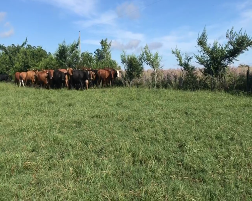 Lote 38 Novillos en Corrientes, Bella Vista