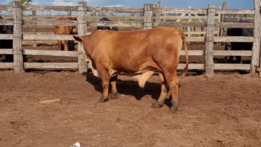 Lote Toros T. Braford a remate en Remate de Reproductores, Asunción