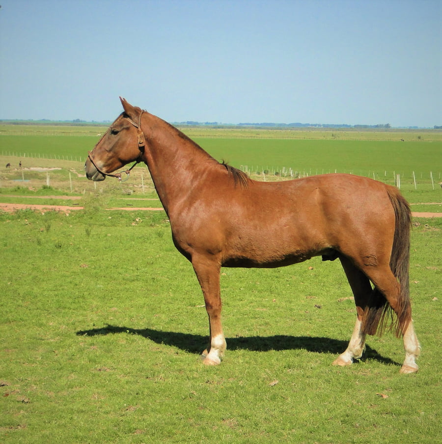 Lote Criollos da Fronteira Cañada Invido  RP: 319
