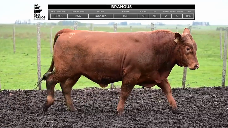 Lote Toros a remate en La Magdalena y San Carlos, Artigas