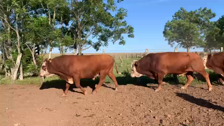 Lote 15 Toros en Corrientes, Mercedes
