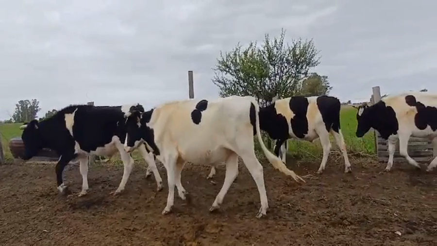 Lote (Vendido)7 Novillos Holando a remate en #45 Pantalla Carmelo  390kg -  en Ombues de Lavalle