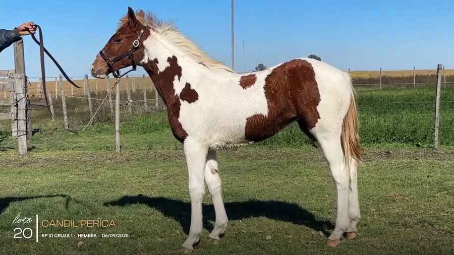 Lote CANDIL PERICA