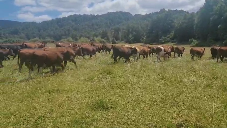 Lote 60 Novillo Engorda en Fresia, X Región Los Lagos