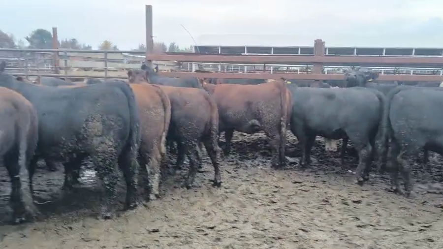 Lote 20 Vaquilla Gorda en Los Ángeles, VIII Región Biobío