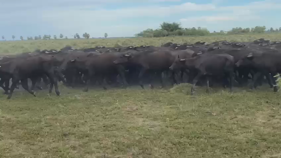 Lote 65 Terneros en Corrientes, San Miguel