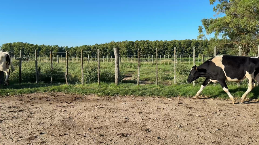 Lote NOVILLOS 1 a 2 AÑOS