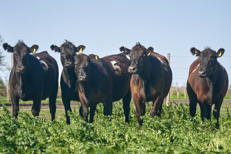 Lote "ME KEN" VAQUILLAS P.C Con Servicio