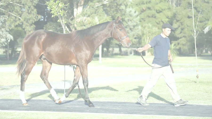Lote BEACH CIGAR (TREASURE BEACH -  GRAZIAS LADY  por  Roman Ruler)