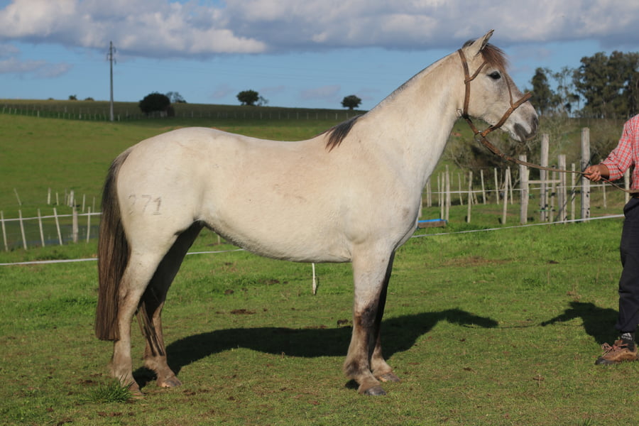 Lote SANTA GLORIA CHIMBA