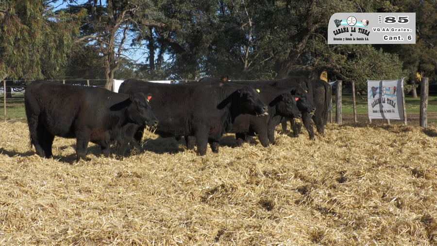 Lote VAQUILLONAS GENERALES PARICION OTOÑO
