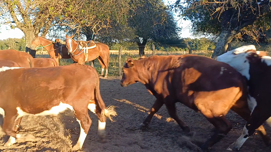 Lote 50 Novillos en Corrientes, Sauce