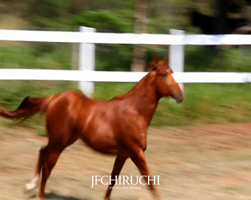 Lote CHAMP RUNNING REWARD