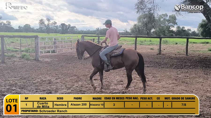 Lote Yegua Cuarto de Milla a remate en Jueves 29 de mayo- Remates PDC, Boquerón