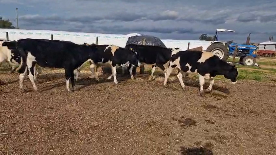 Lote 6 Novillos a remate en Pantalla Aniversario - Escritorio Camy, San José