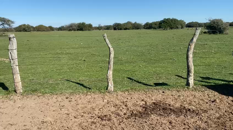 Lote 51 Vacas medio uso C/ gtia de preñez en Corrientes, Paso de Los Libres