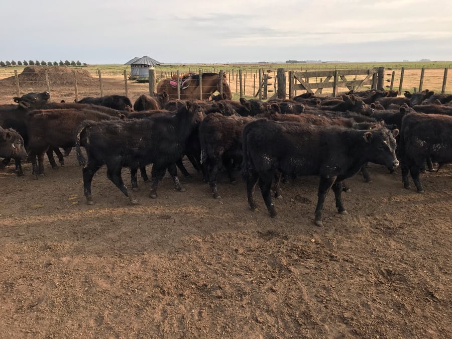 Lote 65 Terneros en Saladillo, Buenos Aires