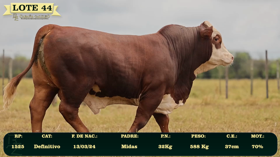 Lote LOTE 44