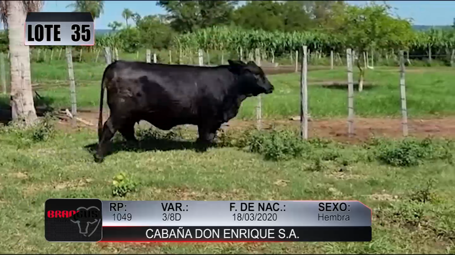 Lote Nacional de Otoño Brangus Campo - Lote 35