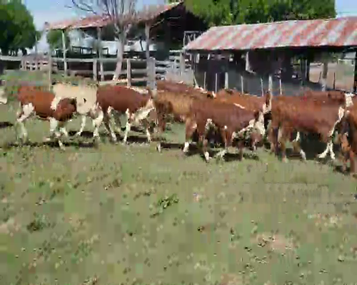 Lote 120 Terneros/as en Itatí, Corrientes