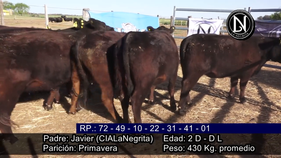 Lote VAQUILLONAS PREÑADAS PARICION PRIMAVERA