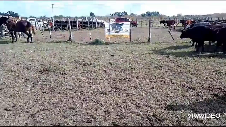 Lote 170 Vacas nuevas en Gral. Lamadrid, Buenos Aires