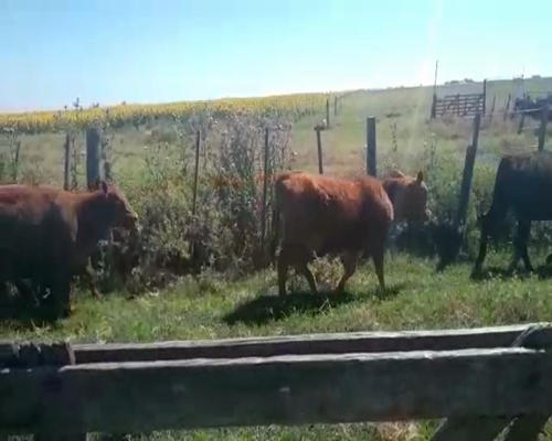 Lote 5 Terneras en Daireaux, Buenos Aires
