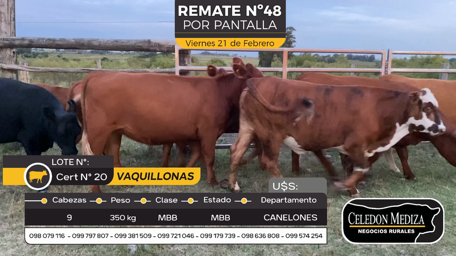 Lote 9 Vaquillonas 1 a 2 años en Otra Localidad, Canelones