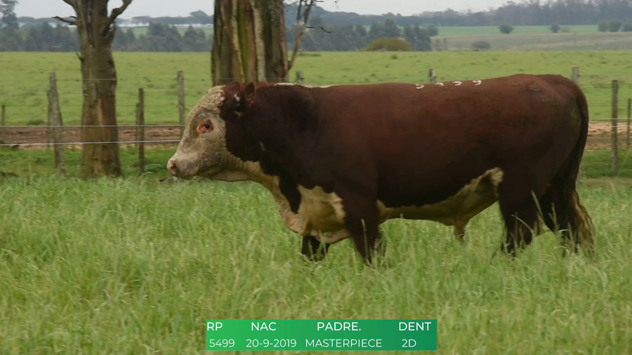 Lote Toros POLLED HEREFORD a remate en 4º  Remate  Anual Cabaña El Treból en Liga de Trabajo de Guichón