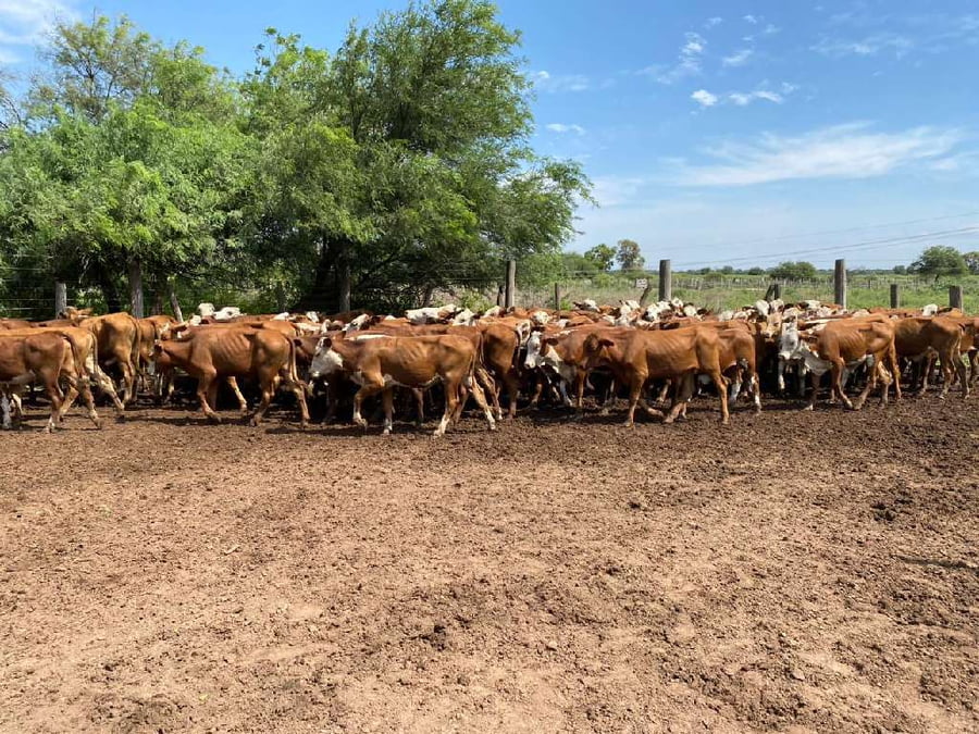 Lote 80 Terneros/as en Pampa del Infierno, Chaco