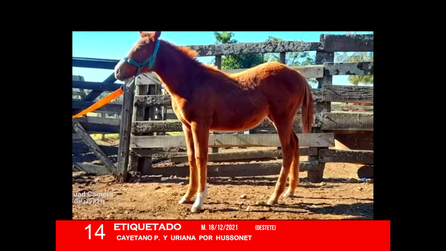 Lote ETIQUETADO