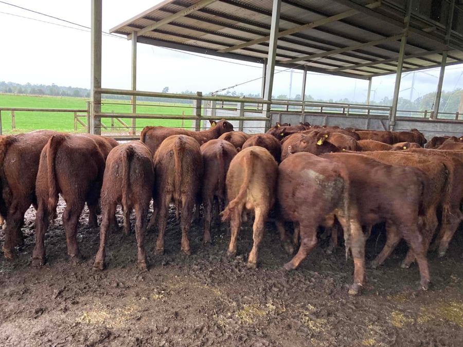 Lote 40 Ternero en Puerto Varas, X Región Los Lagos