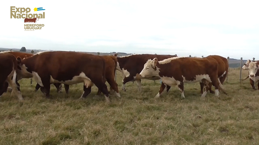 Lote 33 Vaquillonas Vacas Preñadas HEREFORD a remate en Expo Nacional 2022 485kg - , Lavalleja