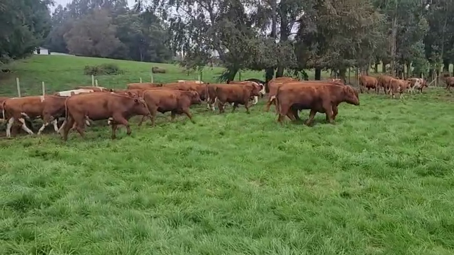 Lote 55 Novillo Engorda en Paillaco, XIV Región Los Ríos