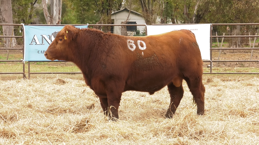 Lote TOROS ANGUS COLORADOS  PC