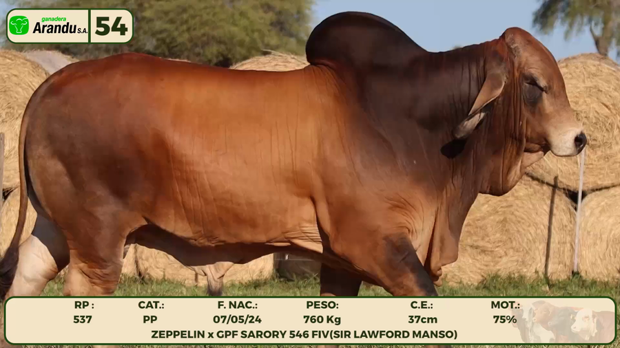 Lote LOTE 54