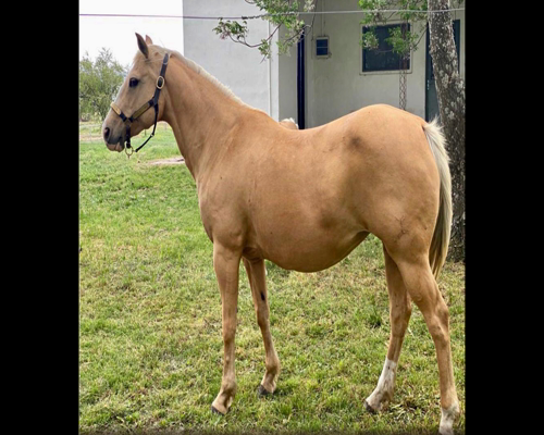 Lote TRIBU RONDADORA