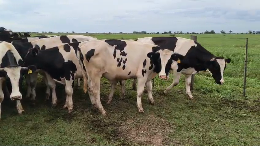 Lote 37 Novillos Holando Argentino en Brinkmann, Córdoba