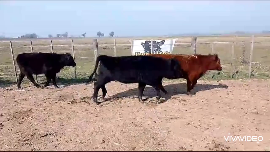 Lote 24 Terneros/as en Cañuelas, Buenos Aires