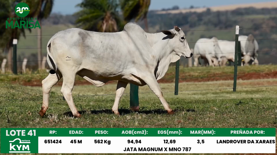 Lote Lote 41