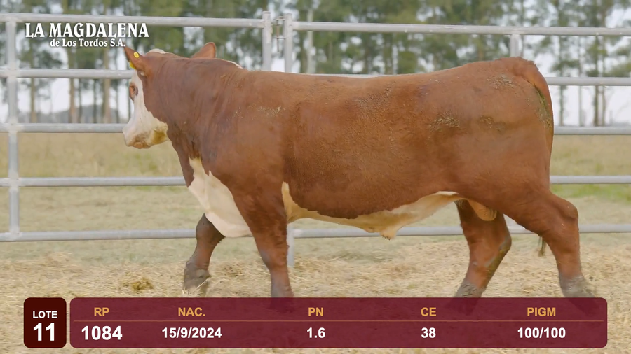 Lote Lote 11 - Hereford