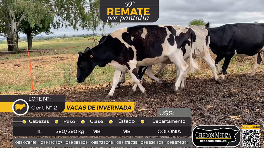 Lote 4 VACAS DE INVERNADA, Colonia