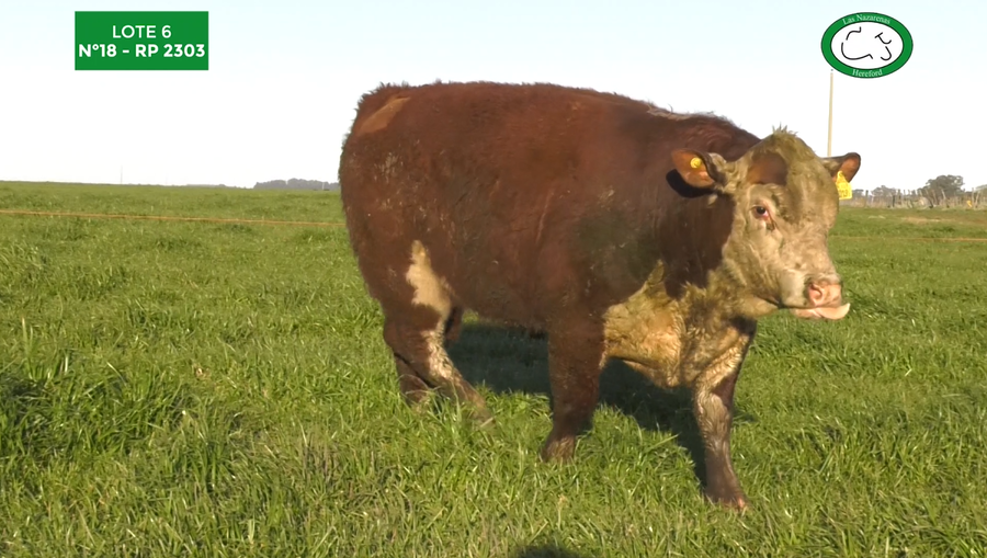 Lote Toros Polled Hereford Puros Registrados. Las Nazarenas