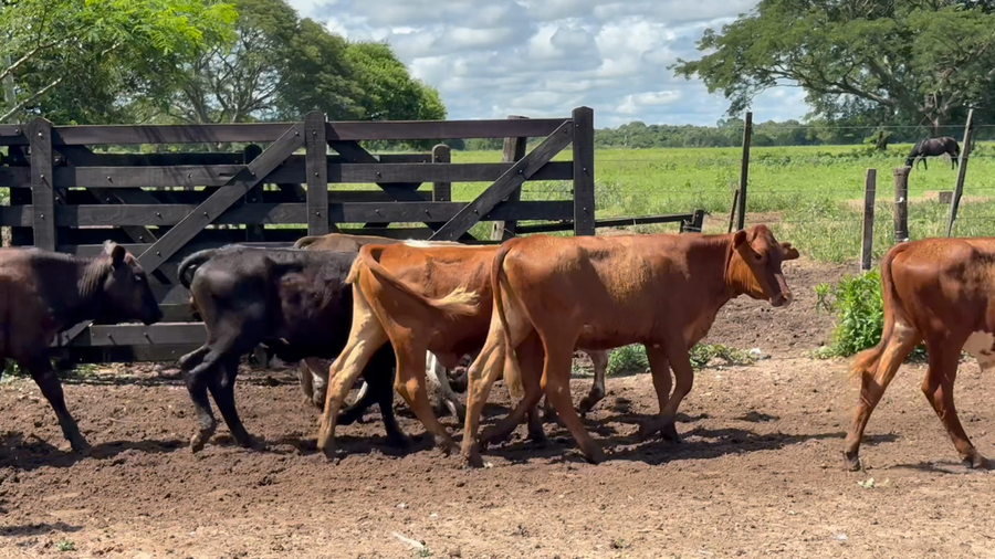 Lote 100 Terneros/as en Corrientes, San Cosme