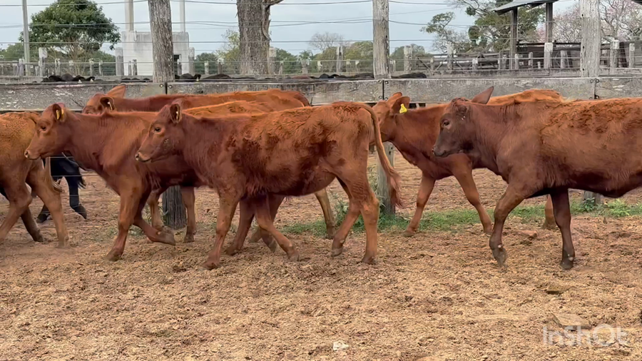 Lote 123 Terneras en Corrientes, San Cosme
