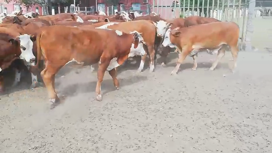 Lote 70 Terneros en Federal, Entre Ríos