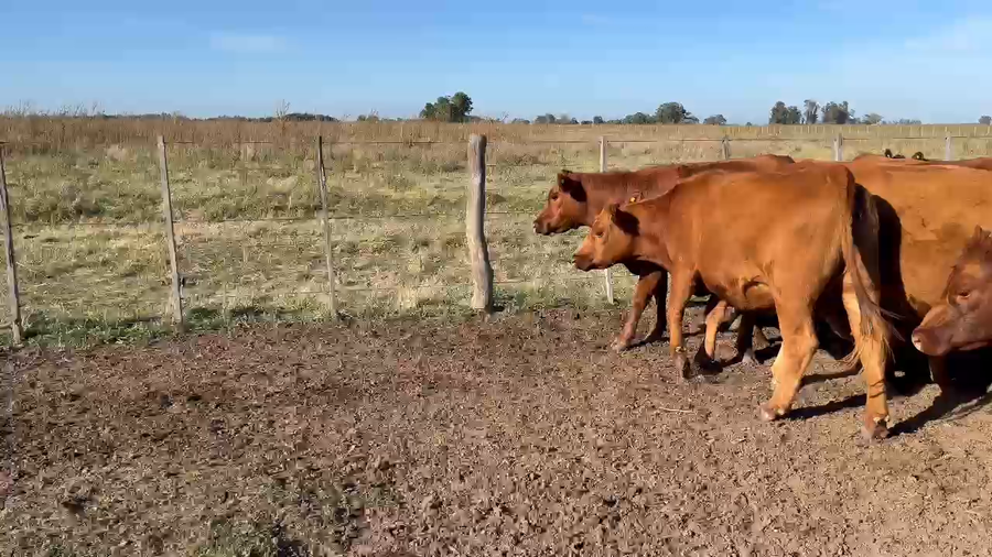 Lote 27 Vaquillonas preñadas EN NAVARRO